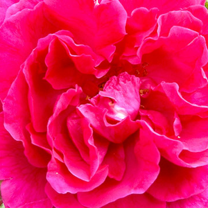 Szkółka róż - róża wielkokwiatowa - Hybrid Tea - różowy  - Rosa  General MacArthur - róża z intensywnym zapachem - Edward Gurney Hill - Jest hybrydem róż herbacianych o pokaźnych rozmiarach, z intensywnym aromatem przypominającym róże damaszkowe.